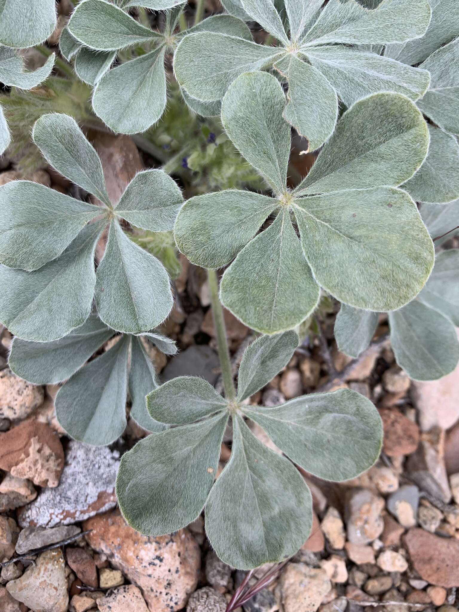 Image of beaver Indian breadroot