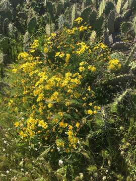 Plancia ëd Senecio lyonii A. Gray ex Lyon