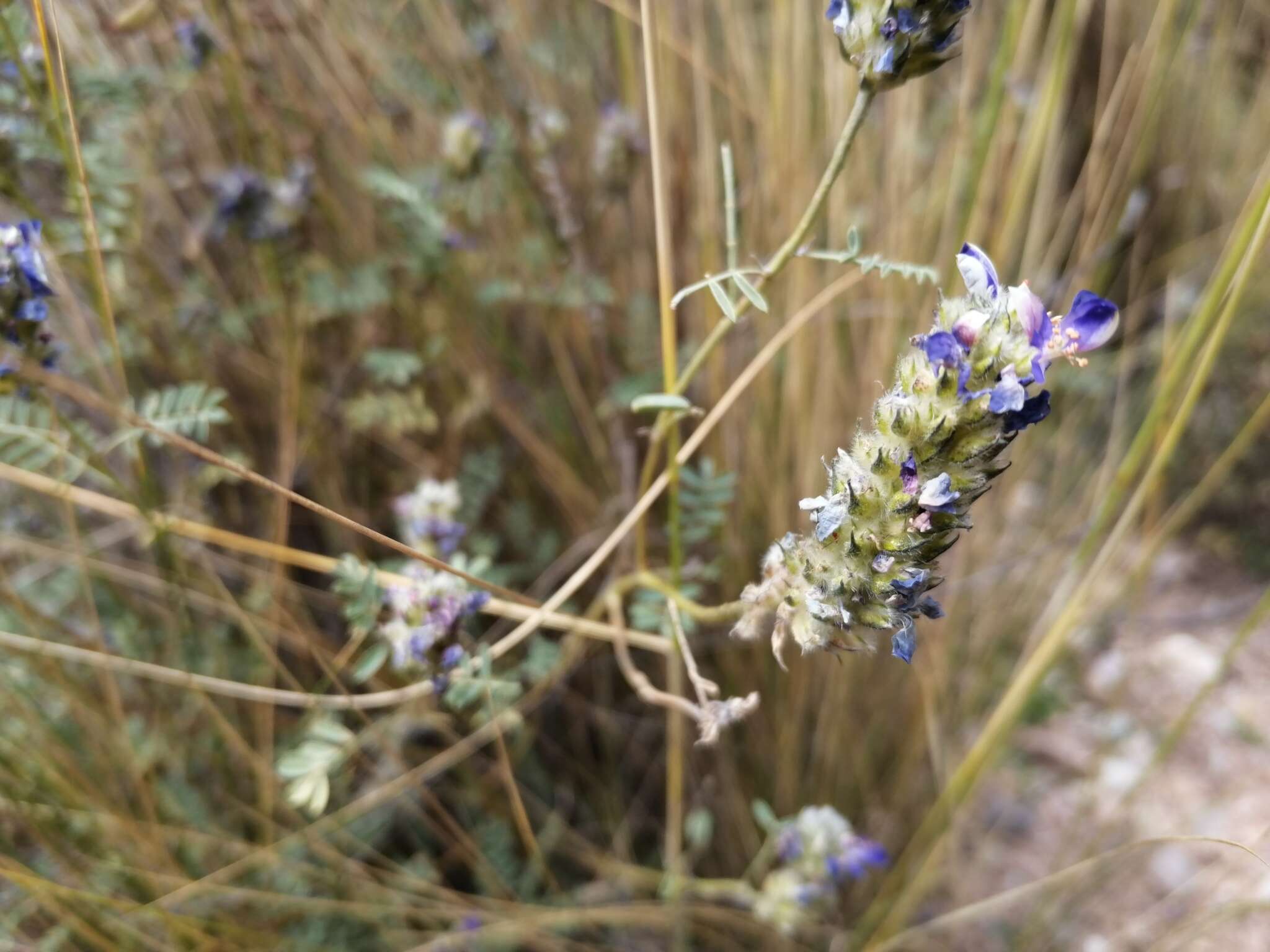 Слика од Dalea boliviana Britton