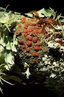 Image of orange lichen