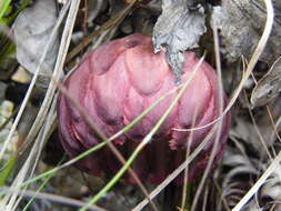 Image de Protea amplexicaulis (Salisb.) R. Br.