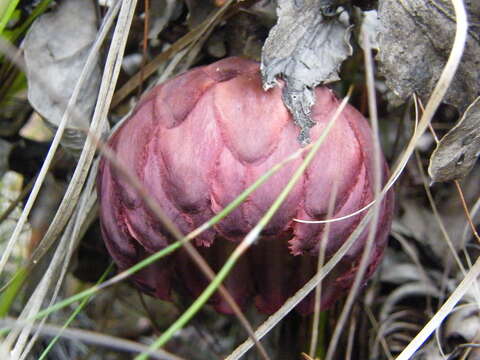 Image of Protea amplexicaulis (Salisb.) R. Br.