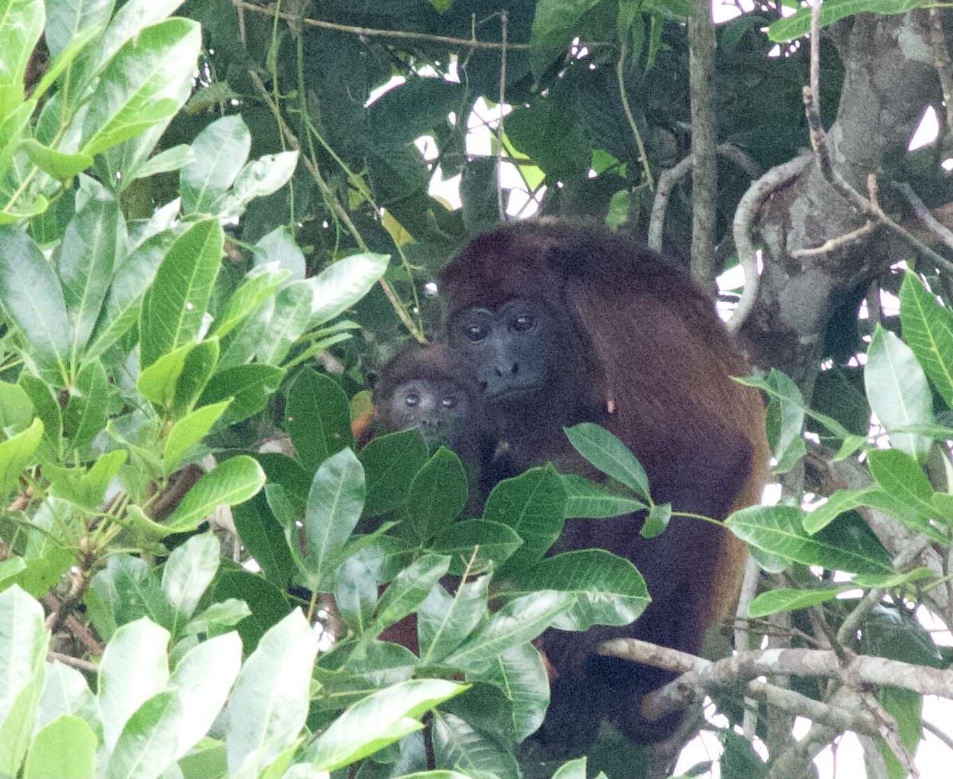 Alouatta macconnelli Elliot 1910的圖片