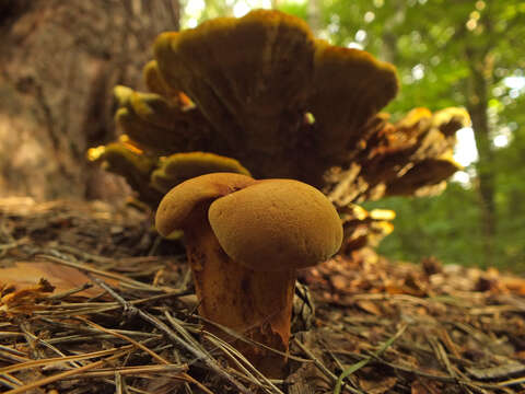 Imagem de Buchwaldoboletus lignicola (Kallenb.) Pilát 1969