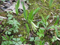 Image of Florida Bellwort