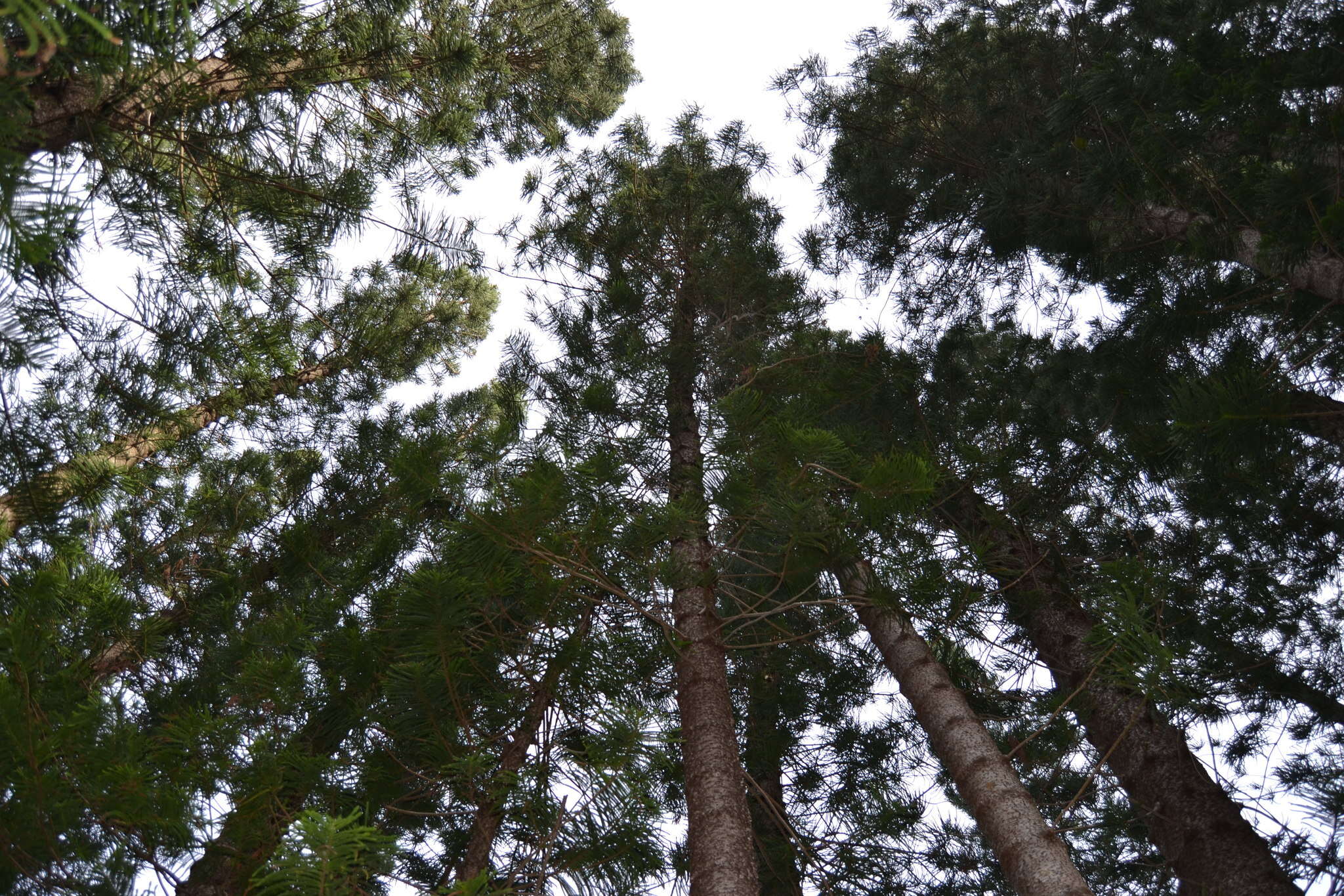 Image de Araucaria colonnaire