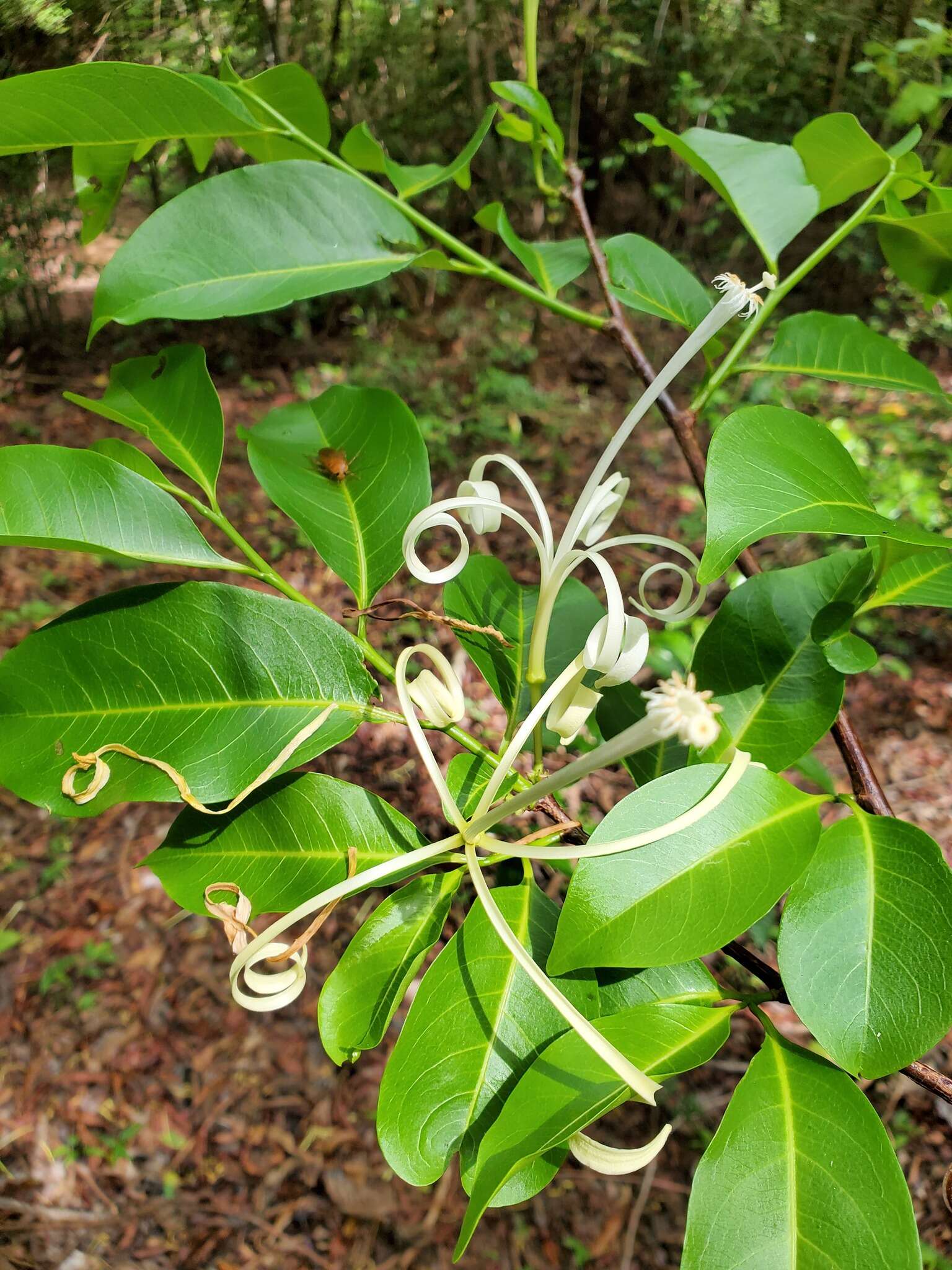 Image of Humbertioturraea malifolia (Baker) M. Cheek