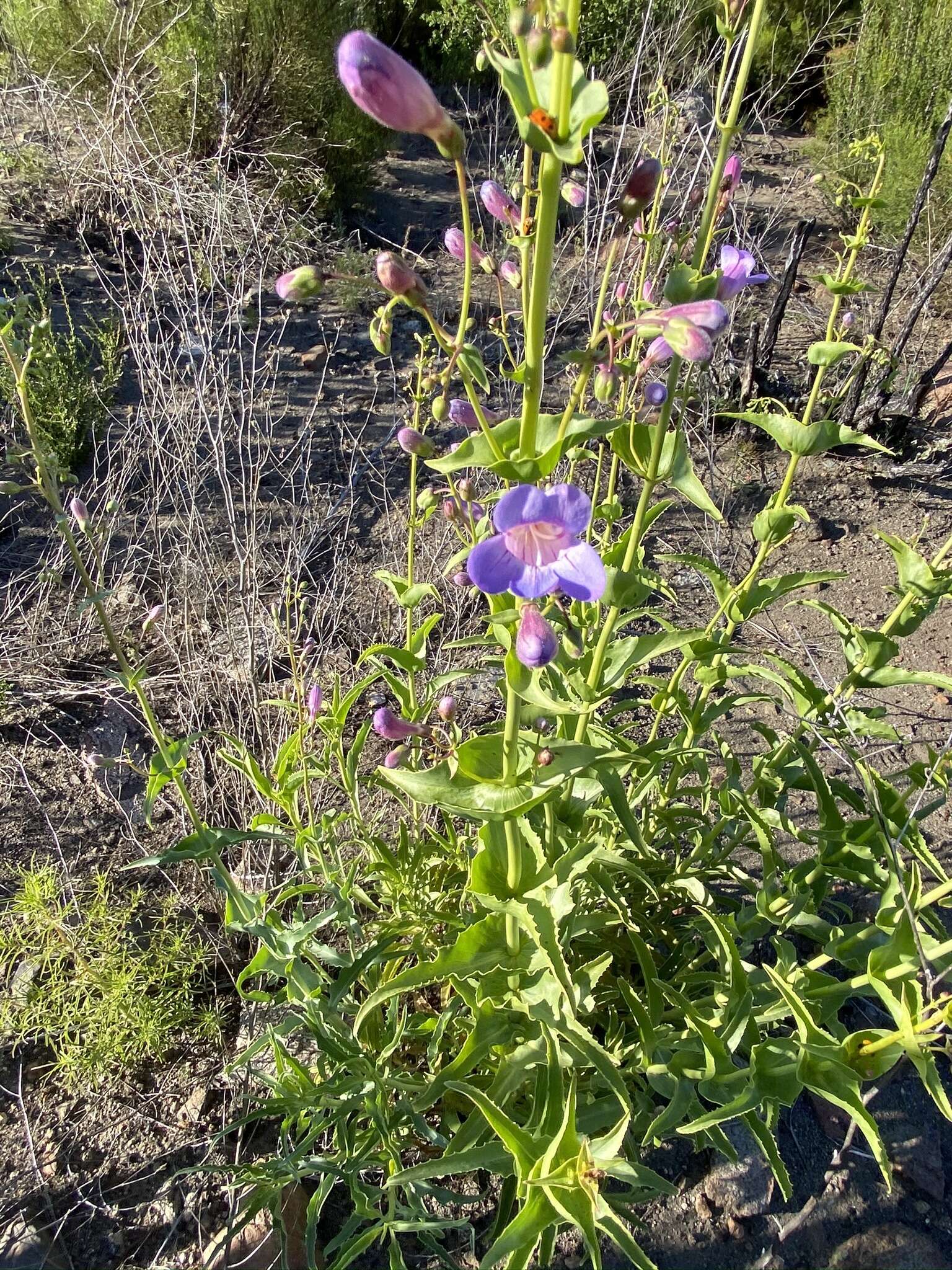 Слика од Penstemon spectabilis var. spectabilis