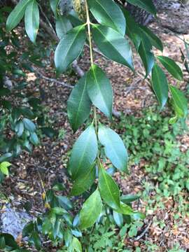 Image of Java plum