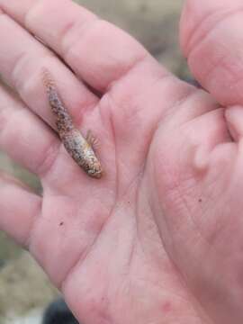 Слика од Ctenogobius stigmaturus (Goode & Bean 1882)