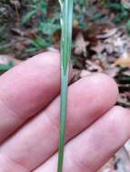 Image of lined sedge