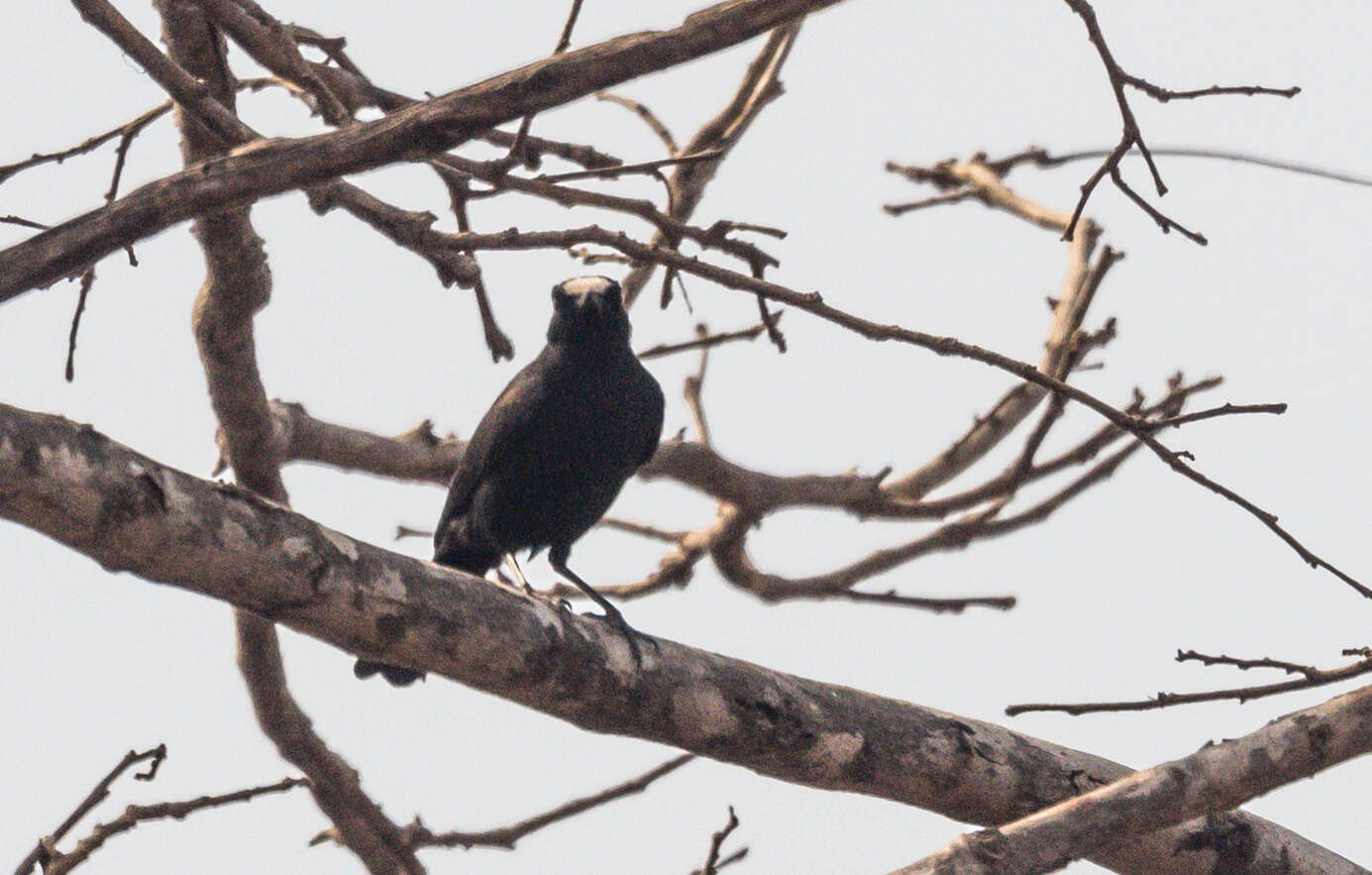 Image of White-fronted Black Chat
