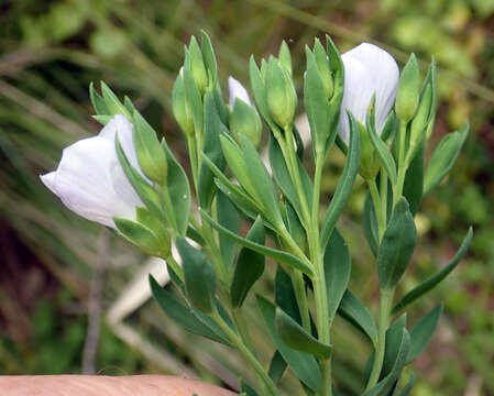 Imagem de Linum monogynum var. chathamicum Cockayne