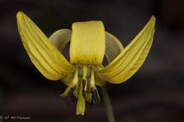 Imagem de Erythronium americanum Ker Gawl.