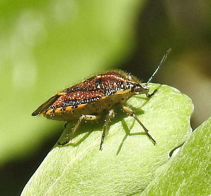 Image of <i>Agonoscelis versicoloratus</i>