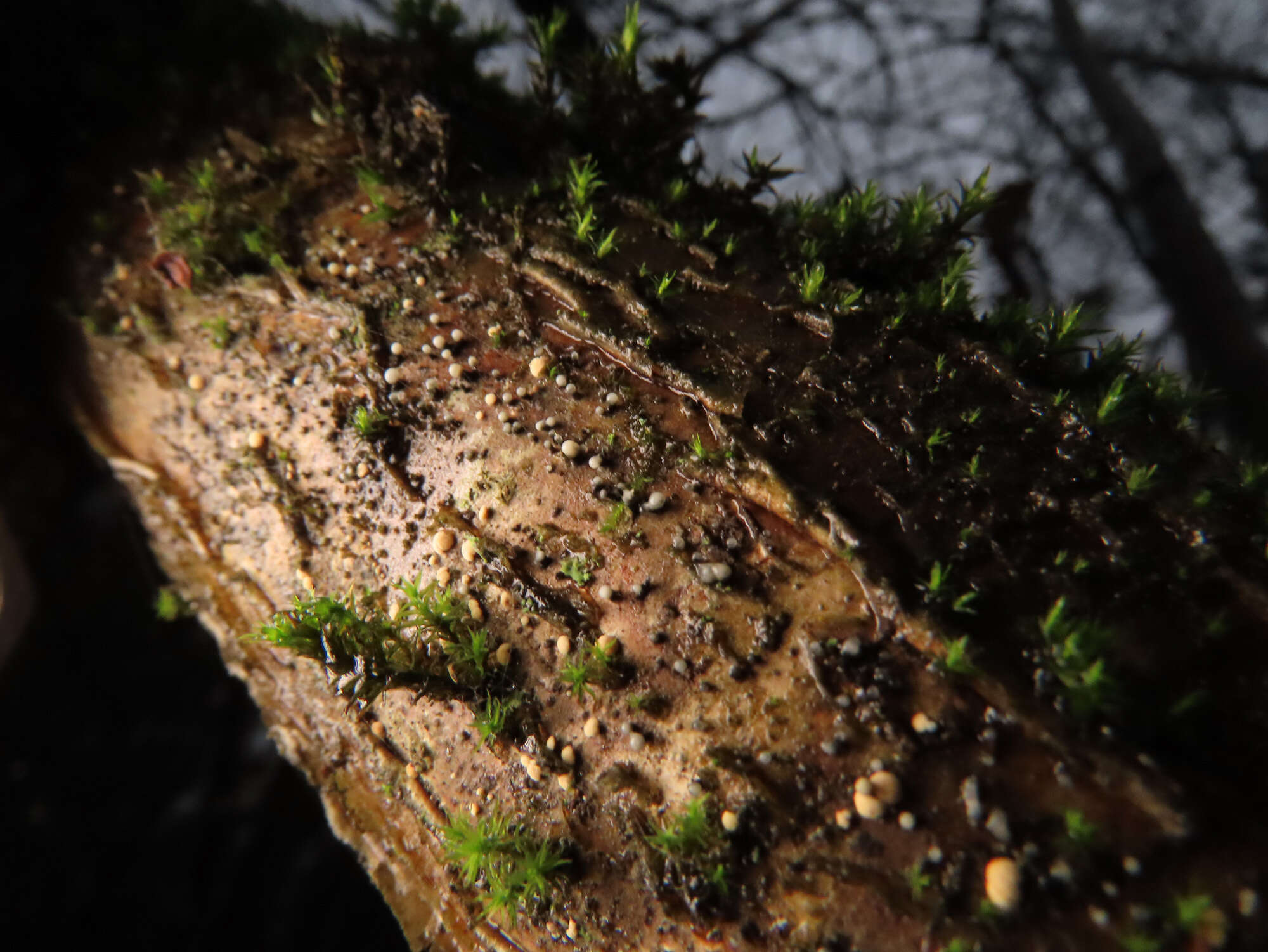 Слика од Cryptosporiopsis coryli (Peck) B. Sutton 1980