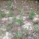 Image of Froelichia latifolia R. A. McCauley