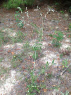 Image of Froelichia latifolia R. A. McCauley