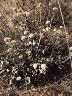 Image of seaside buckwheat