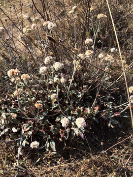 Image of seaside buckwheat