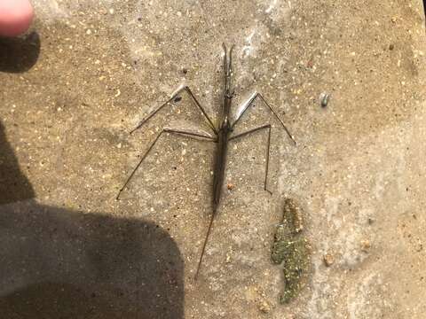 Image of Brown Waterscorpion