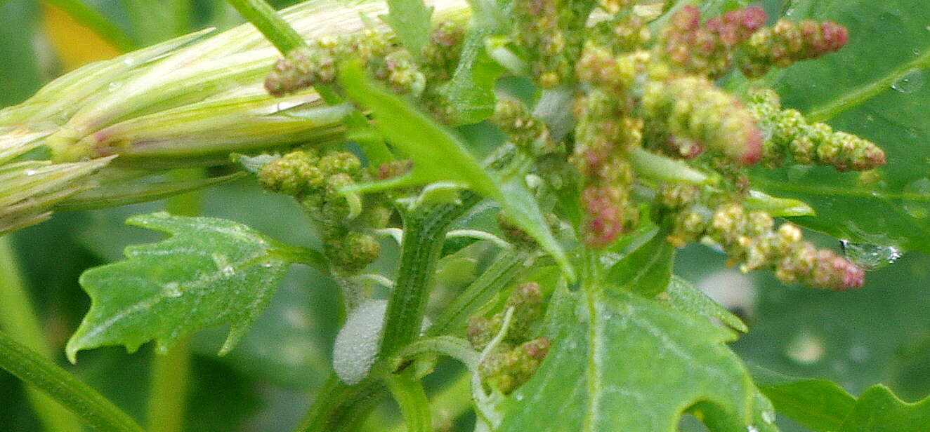 Atriplex nudicaulis Boguslaw的圖片