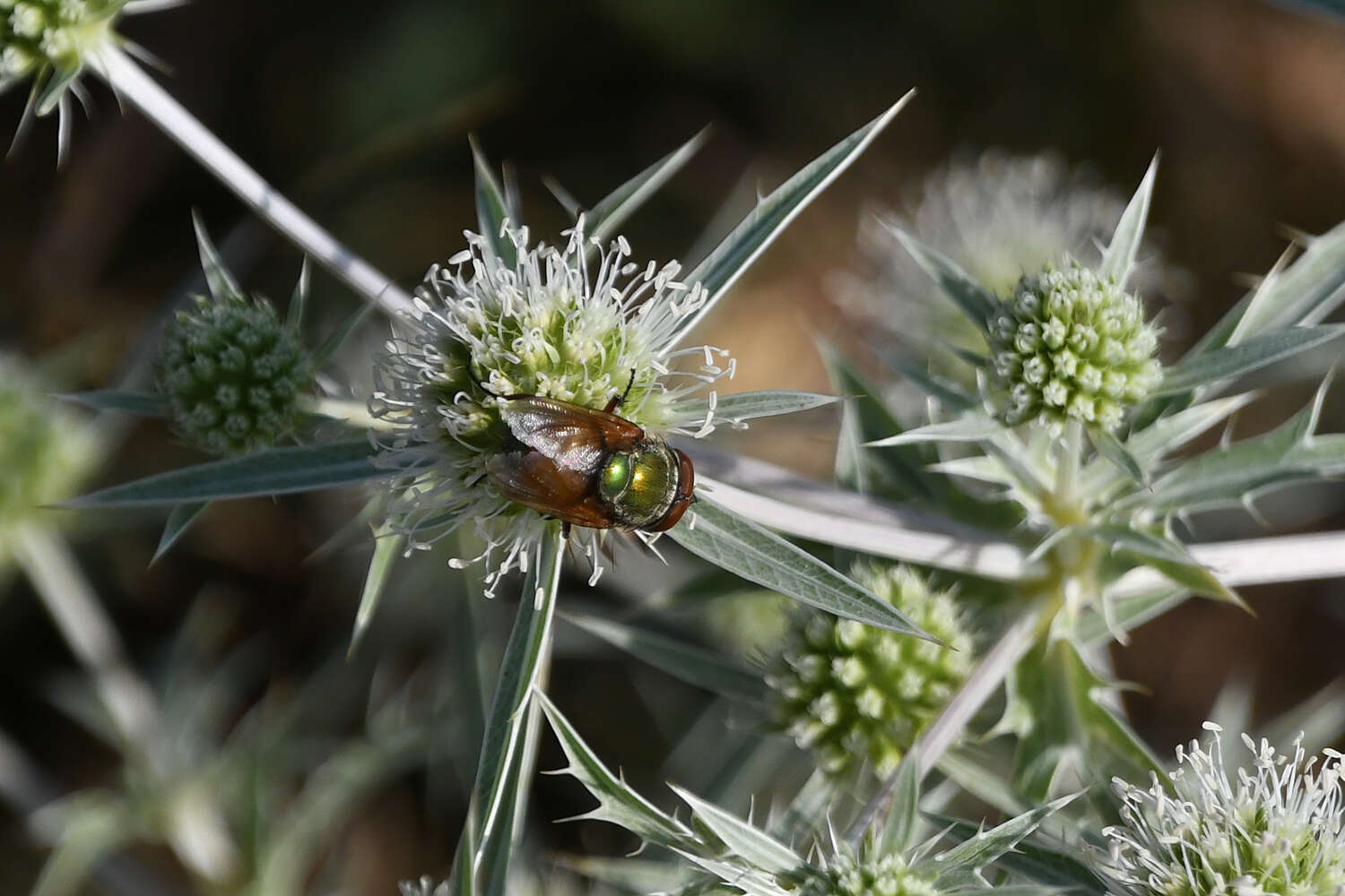 Image of Rhyncomya speciosa (Loew 1844)