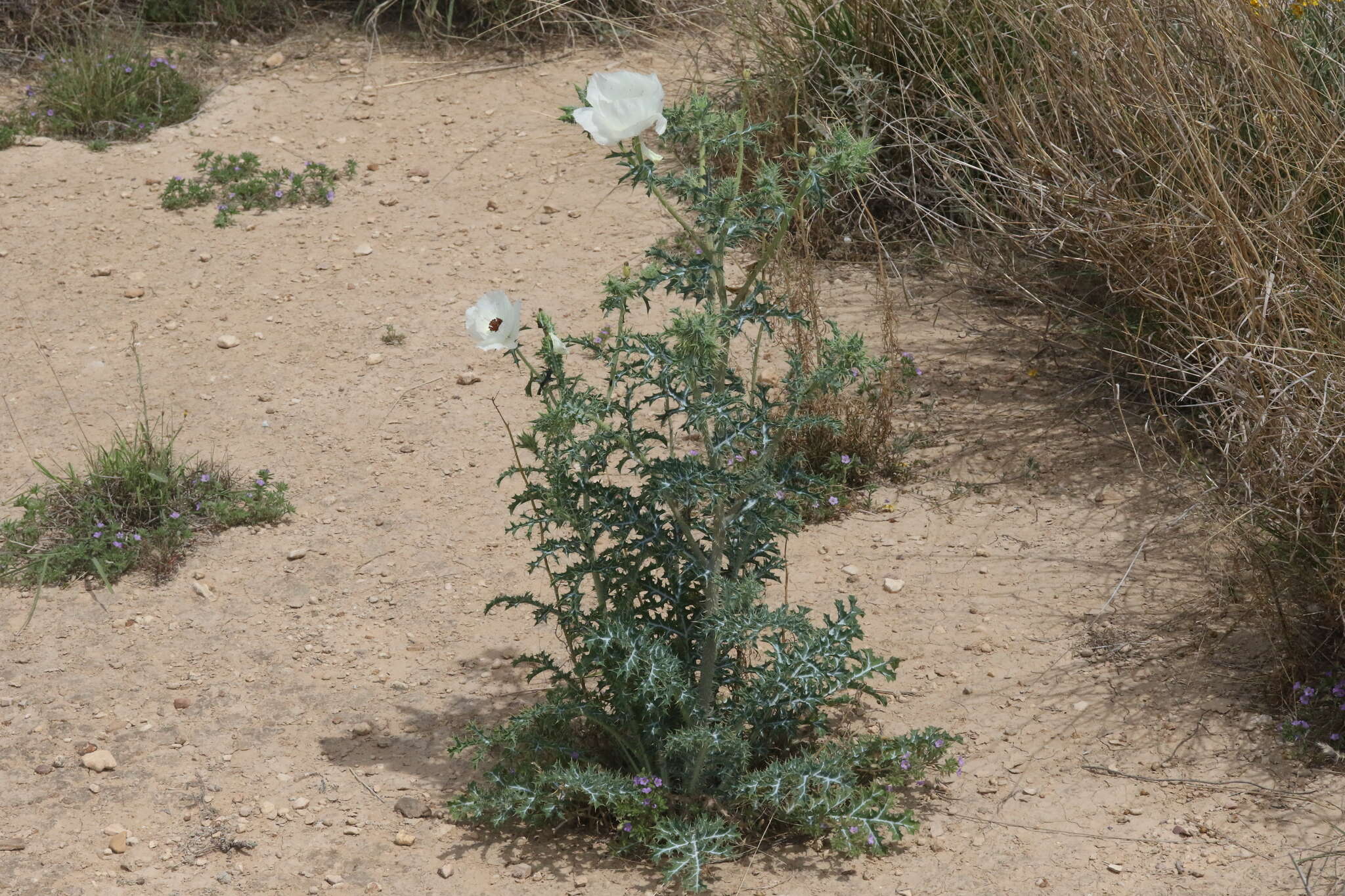 Image of red pricklypoppy