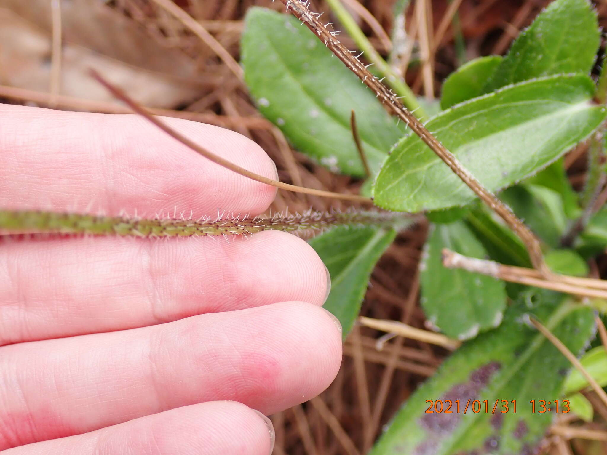 Image of blackeyed Susan