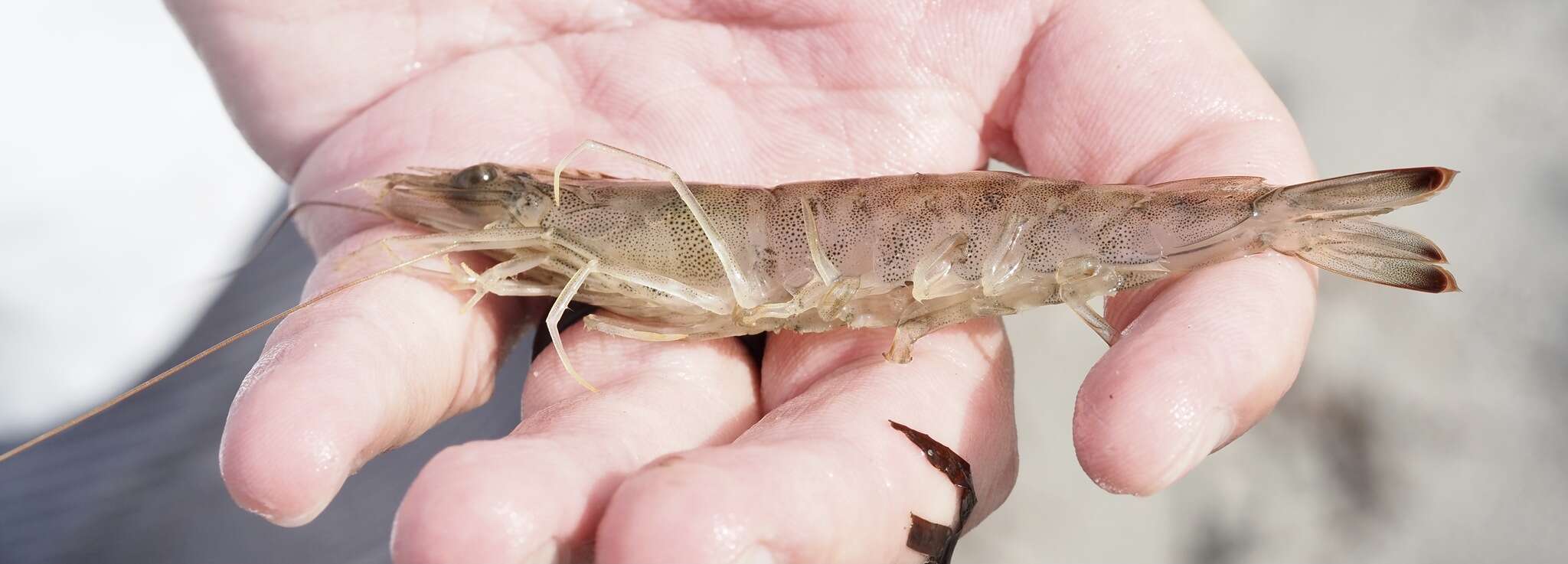 Image of Brown shrimp