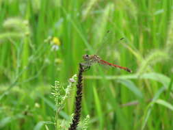 Image de Sympetrum frequens (Selys 1883)