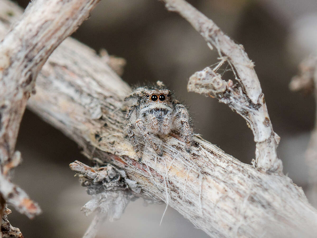 Plancia ëd Pseudomogrus vittatus (Thorell 1875)