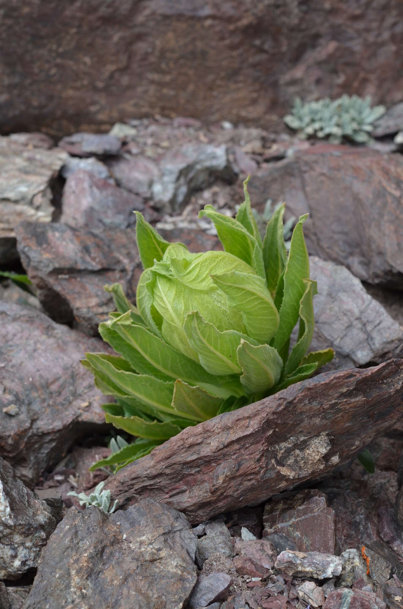 Image of Saussurea involucrata (Kar. & Kir.) Sch. Bip.