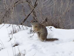 Image of Wyoming ground squirrel