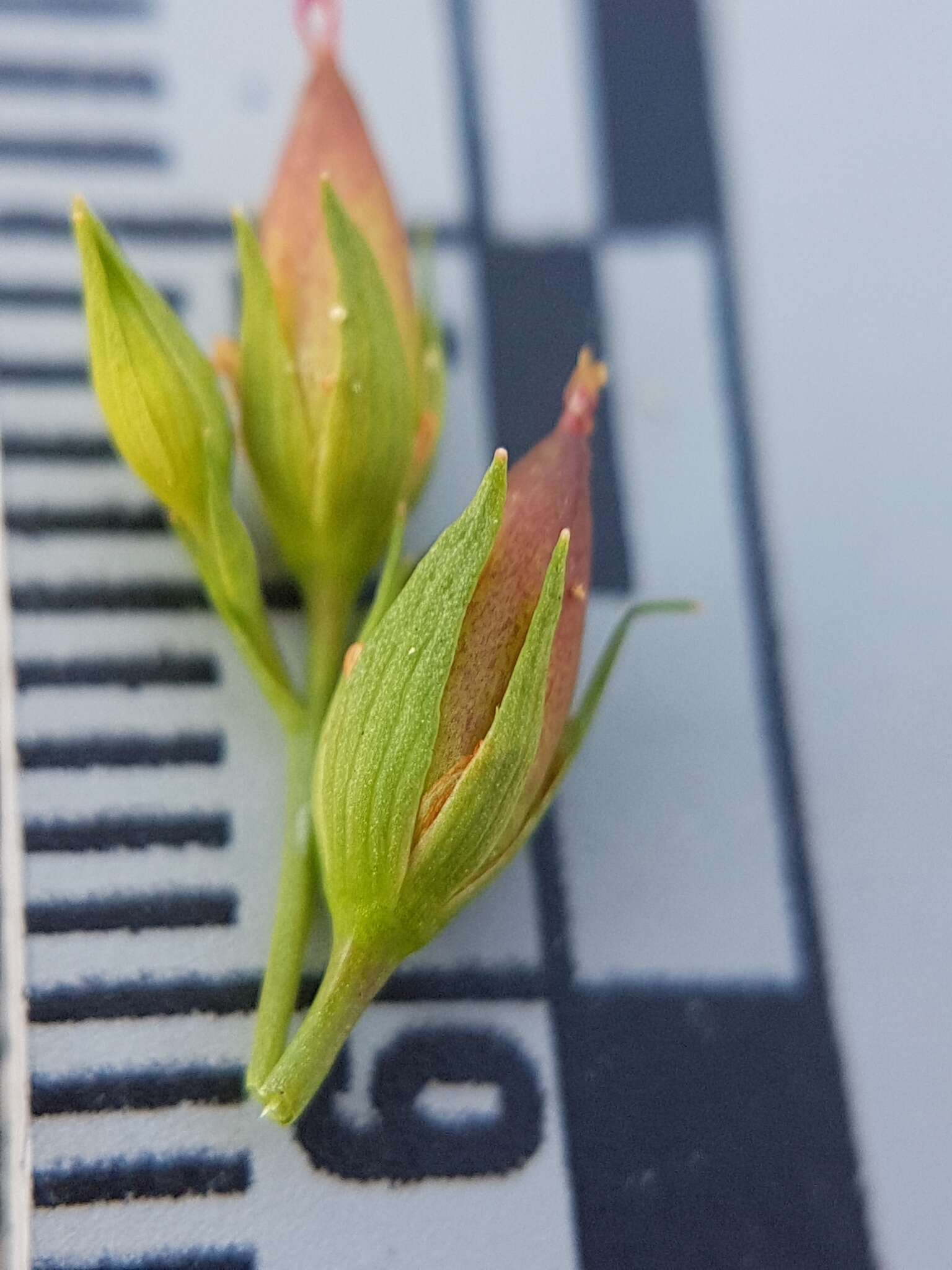 Sivun Hypericum majus (A. Gray) Britton kuva