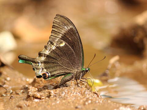 Image of Common Banded Peacock