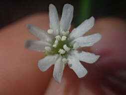 Image of Menzies' campion