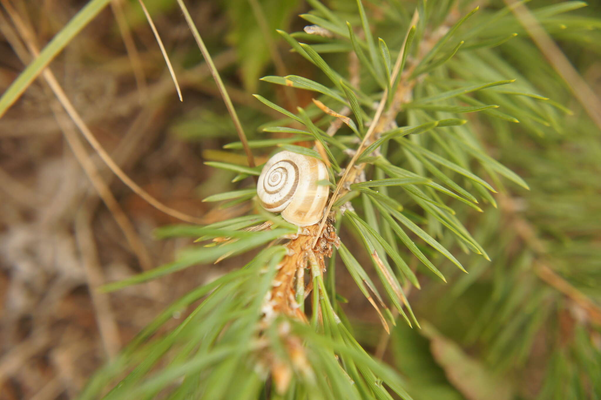 Image of Heath Snail