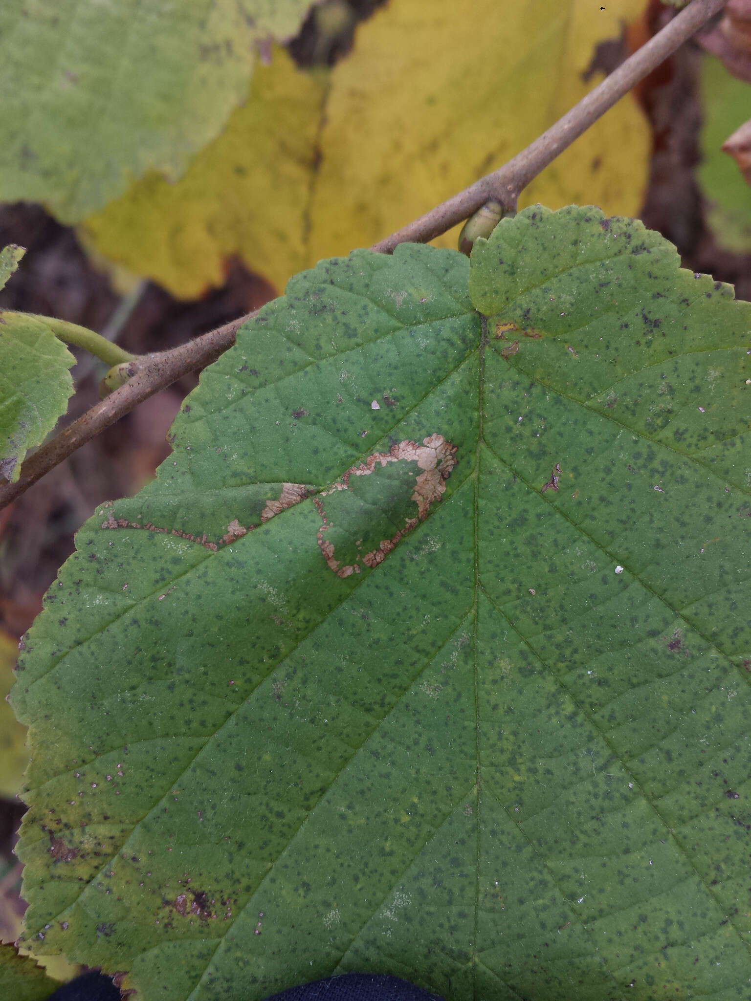 Image of Red Hazel Midget