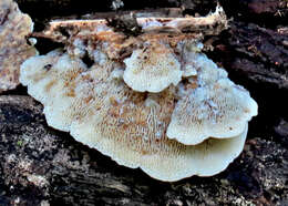 Image of Elmerina cladophora (Berk.) Bres. 1912