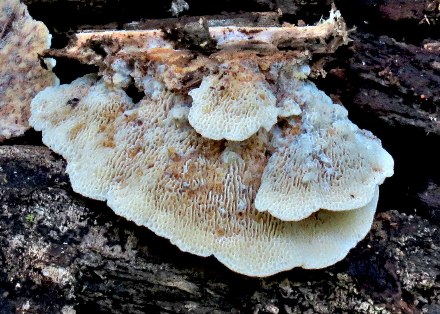 صورة Elmerina cladophora (Berk.) Bres. 1912