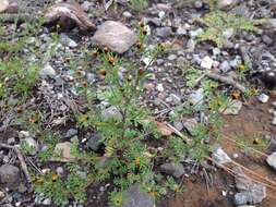 Image of fetid marigold