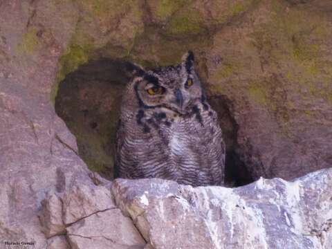 Image of <i>Bubo virginianus magellanicus</i>