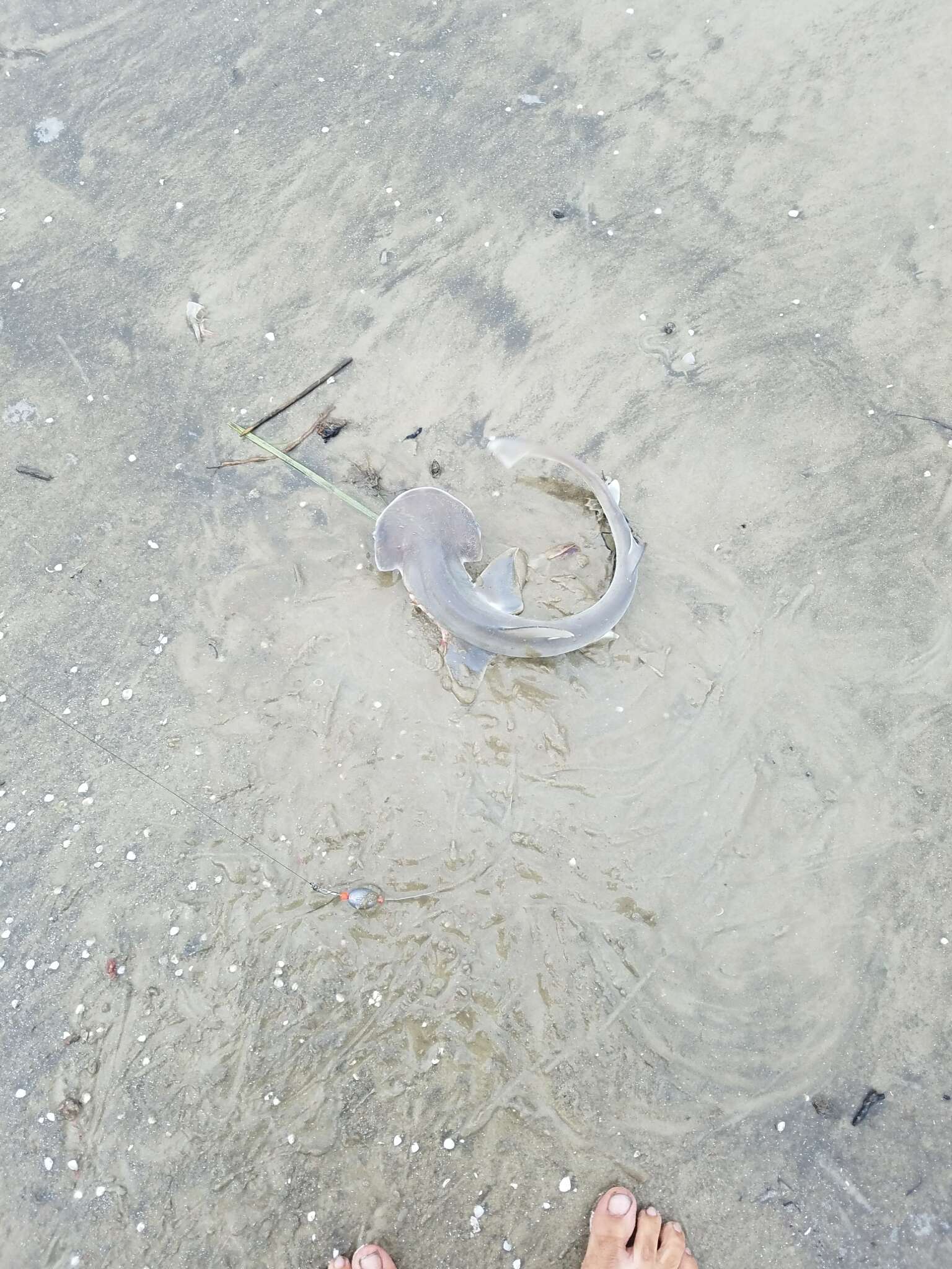 Image of Bonnethead Shark