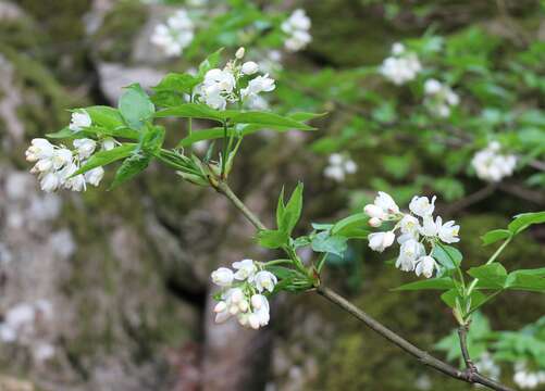 Image of Staphylea colchica Stev.