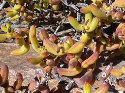 Image of Crassula brevifolia subsp. brevifolia