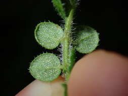 Image of Sparkling Mint-bush