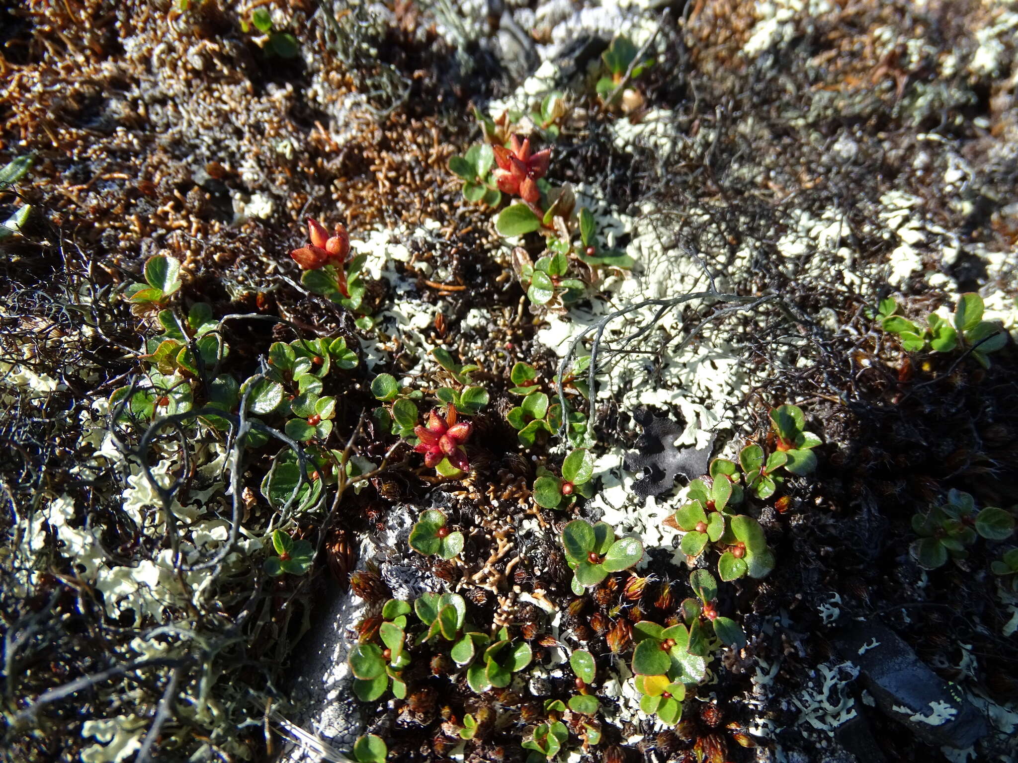 Image of Salix jurtzevii A. Skvortsov