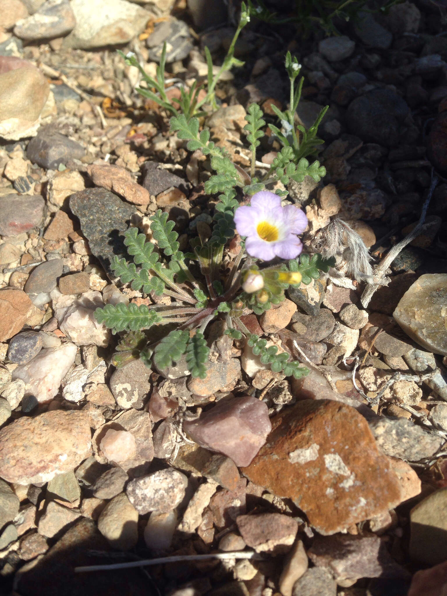 Image of Fremont's phacelia