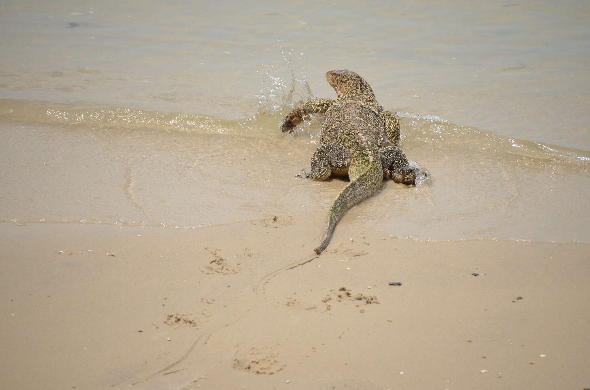 Image of Varanus salvator macromaculatus Deraniyagala 1944